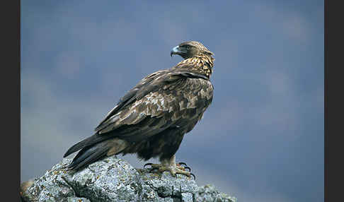 Steinadler (Aquila chrysaetos)