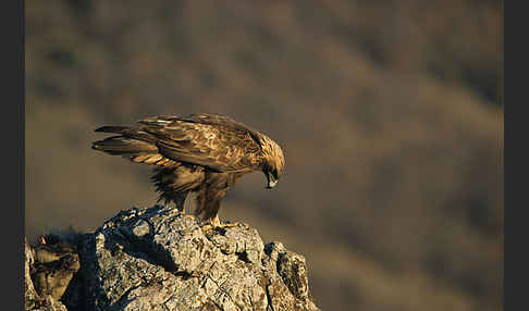 Steinadler (Aquila chrysaetos)