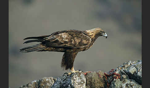 Steinadler (Aquila chrysaetos)