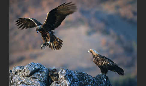 Steinadler (Aquila chrysaetos)