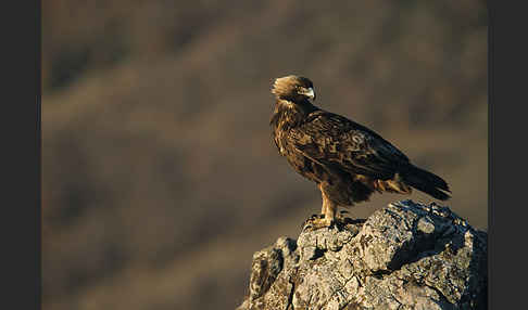 Steinadler (Aquila chrysaetos)