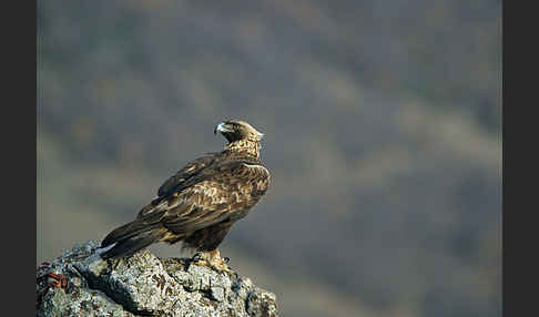 Steinadler (Aquila chrysaetos)