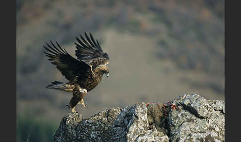 Steinadler (Aquila chrysaetos)