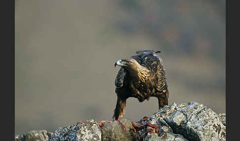 Steinadler (Aquila chrysaetos)