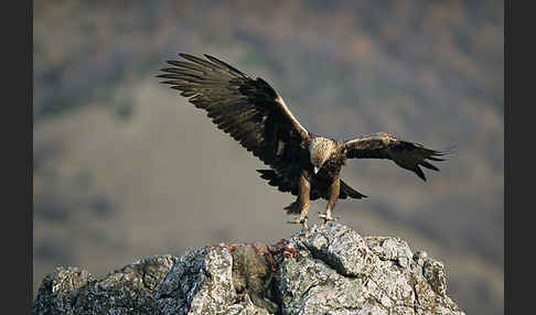 Steinadler (Aquila chrysaetos)