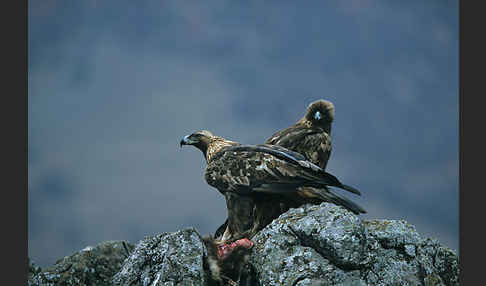 Steinadler (Aquila chrysaetos)