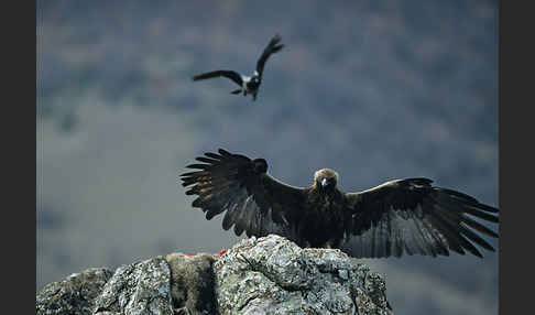 Steinadler (Aquila chrysaetos)