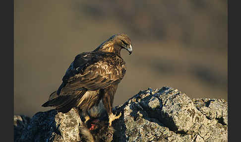 Steinadler (Aquila chrysaetos)