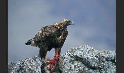 Steinadler (Aquila chrysaetos)