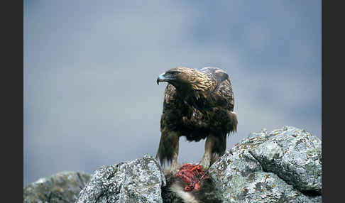 Steinadler (Aquila chrysaetos)