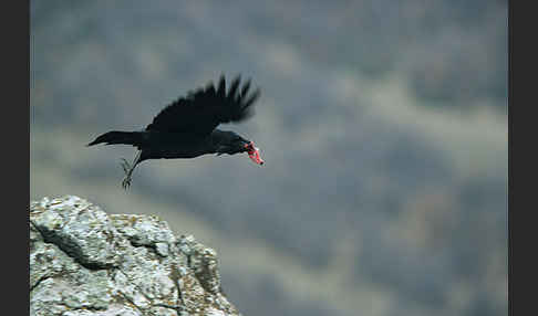 Kolkrabe (Corvus corax)