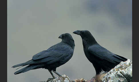 Kolkrabe (Corvus corax)