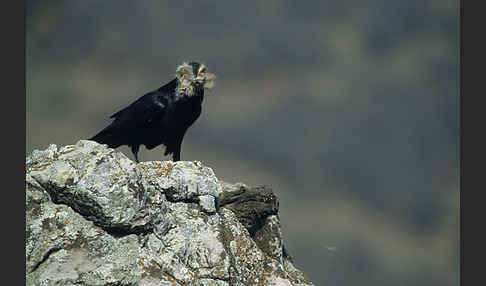 Kolkrabe (Corvus corax)