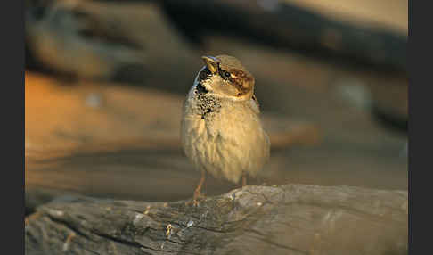 Haussperling (Passer domesticus)