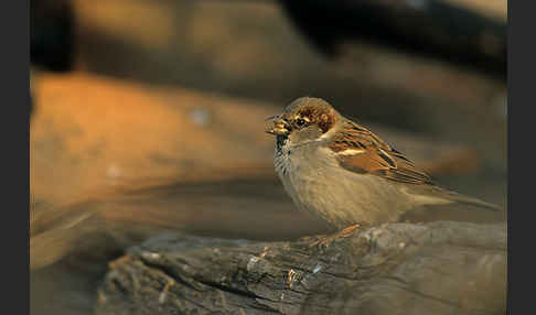 Haussperling (Passer domesticus)