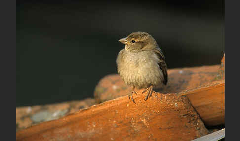 Haussperling (Passer domesticus)