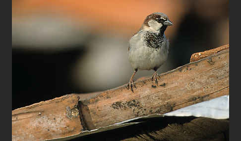 Haussperling (Passer domesticus)