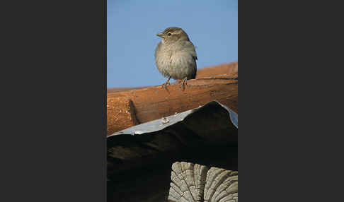 Haussperling (Passer domesticus)