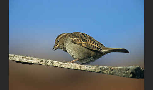 Haussperling (Passer domesticus)