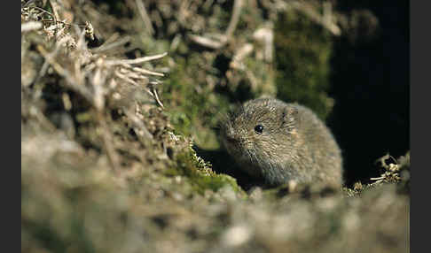 Feldmaus (Microtus arvalis)