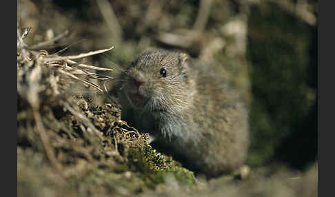 Feldmaus (Microtus arvalis)