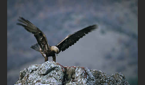 Steinadler (Aquila chrysaetos)