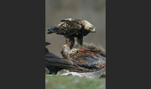 Kaiseradler (Aquila heliaca)