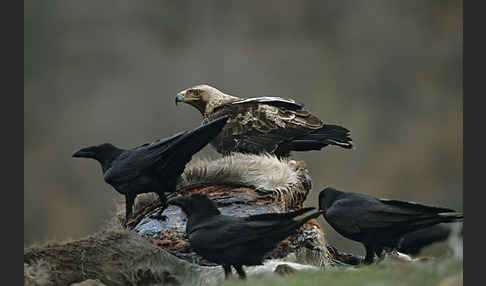 Kolkrabe (Corvus corax)