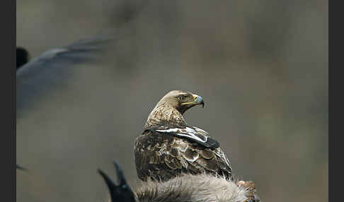 Kaiseradler (Aquila heliaca)