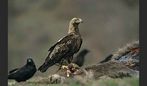 Kolkrabe (Corvus corax)