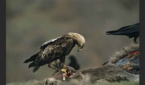 Kaiseradler (Aquila heliaca)