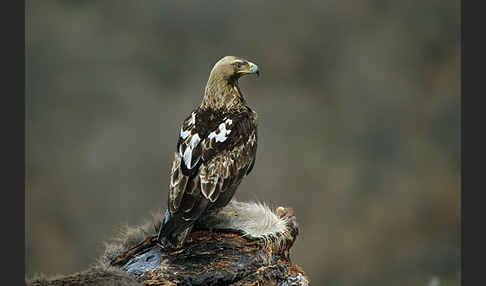 Kaiseradler (Aquila heliaca)