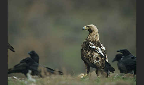 Kolkrabe (Corvus corax)