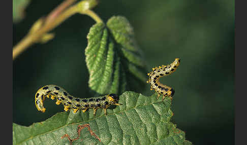 Breitfüßige Birkenblattwespe (Croesus septentrionalis)