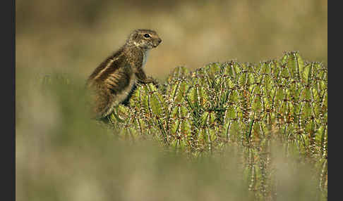 Atlashörnchen (Atlantoxerus getulus)