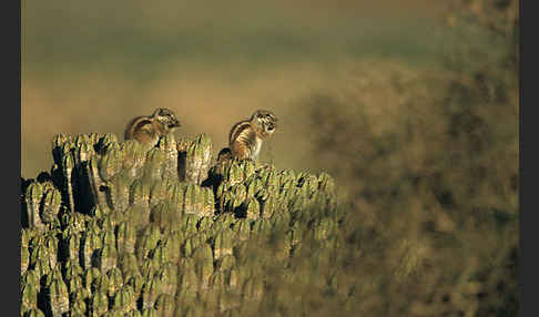 Atlashörnchen (Atlantoxerus getulus)