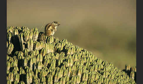 Atlashörnchen (Atlantoxerus getulus)