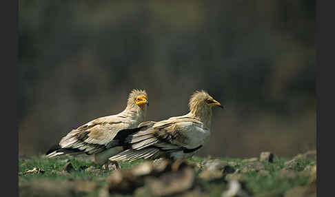 Schmutzgeier (Neophron percnopterus)