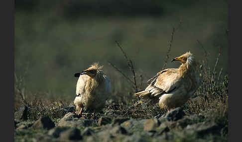 Schmutzgeier (Neophron percnopterus)