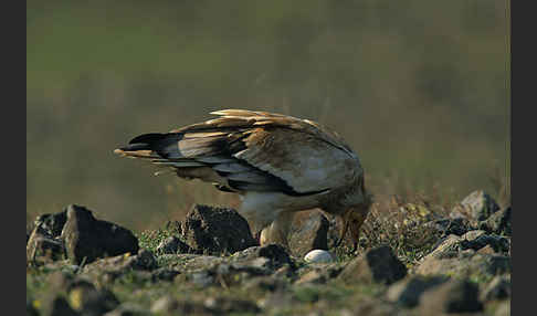 Schmutzgeier (Neophron percnopterus)