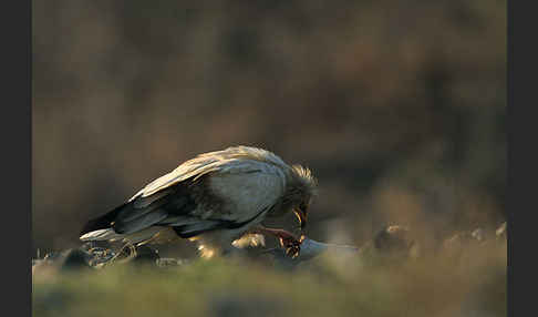 Schmutzgeier (Neophron percnopterus)