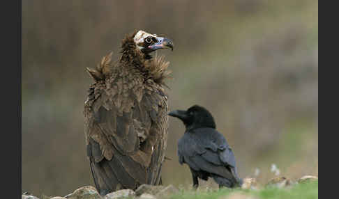 Kolkrabe (Corvus corax)