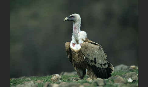 Gänsegeier (Gyps fulvus)