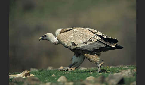 Gänsegeier (Gyps fulvus)