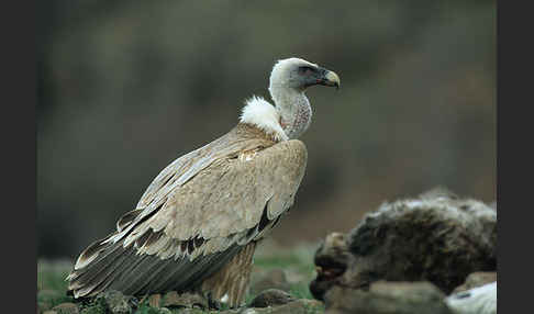 Gänsegeier (Gyps fulvus)