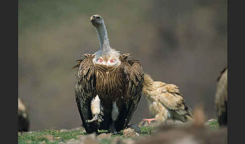 Gänsegeier (Gyps fulvus)