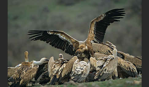 Gänsegeier (Gyps fulvus)