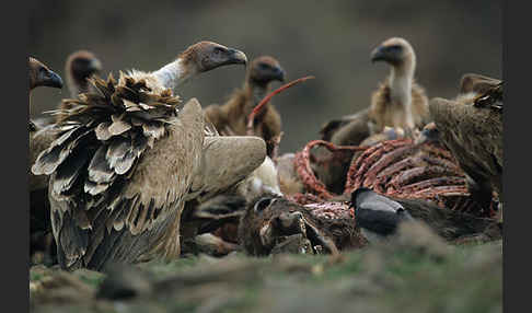 Gänsegeier (Gyps fulvus)