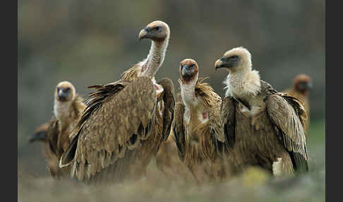 Gänsegeier (Gyps fulvus)