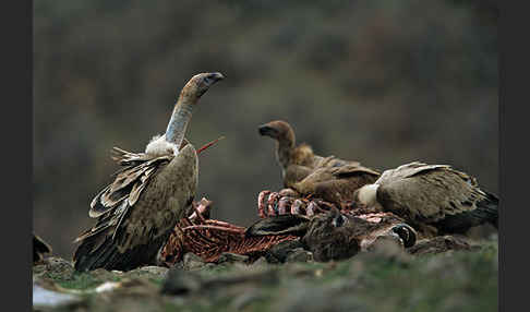 Gänsegeier (Gyps fulvus)